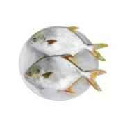 Golden Pomfret