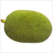 Baby Jackfruit