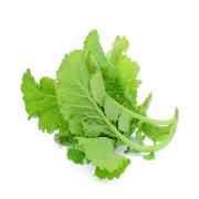 MUSTARD LEAVES GREEN