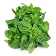 Fresh Basil Leaves