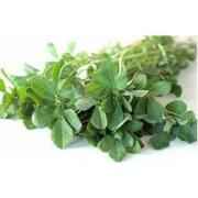 Frozen Methi (Frozen)