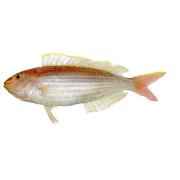 MEENU JAPANESE THREADFIN BREAM