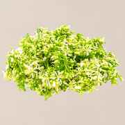 Neem Flowers