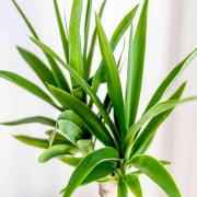 Amaranath/Yuca Leaves