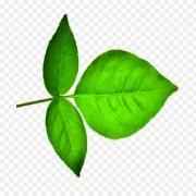 PATRA LEAVES