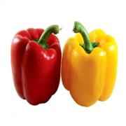 BELL PEPPER (R/Y/O)