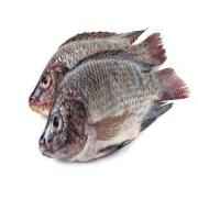 Tilapia Whole