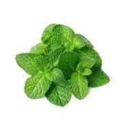 MINT LEAVES BUNCHES