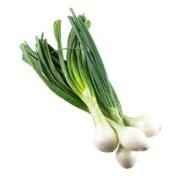 GREEN ONION MEDIUM/MEXICAN