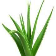 ALOE VERA LEAVES