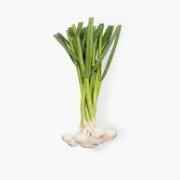 GREEN GARLIC BUNCH