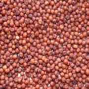 Broken Finger Millet