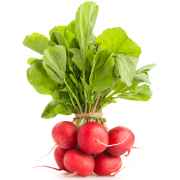 RED RADISH