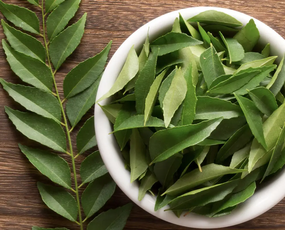 Fresh Curry Leaves
