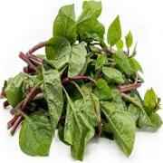 Malabar Leaves