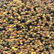 GREEN SENSE ORG MIX LENTIL