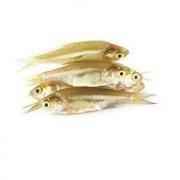 Chelapata Big (Frozen Cut Clean Ready To Cook)