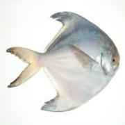 Pomfret 100 200