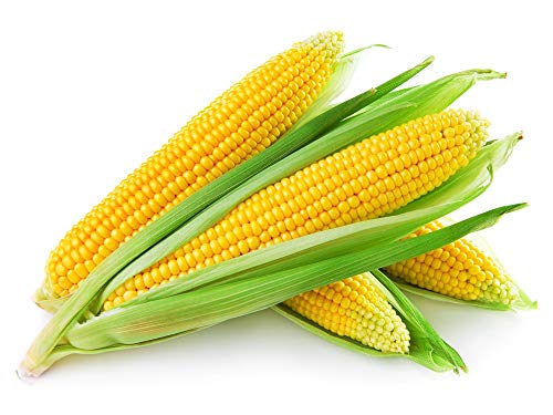 FRESH CORN 1 LBS