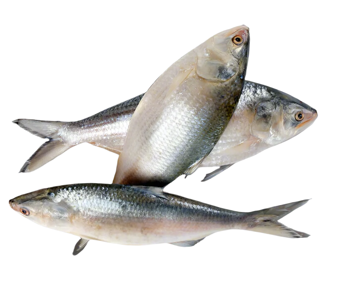 Fish Hilsha 1500gm 2 LBS