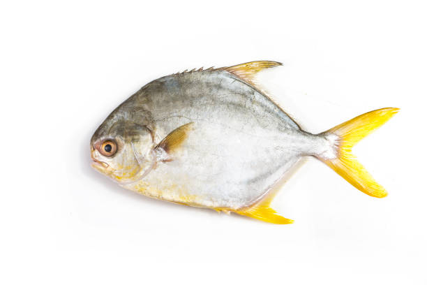 Fish Golden Pomfret 2 LBS