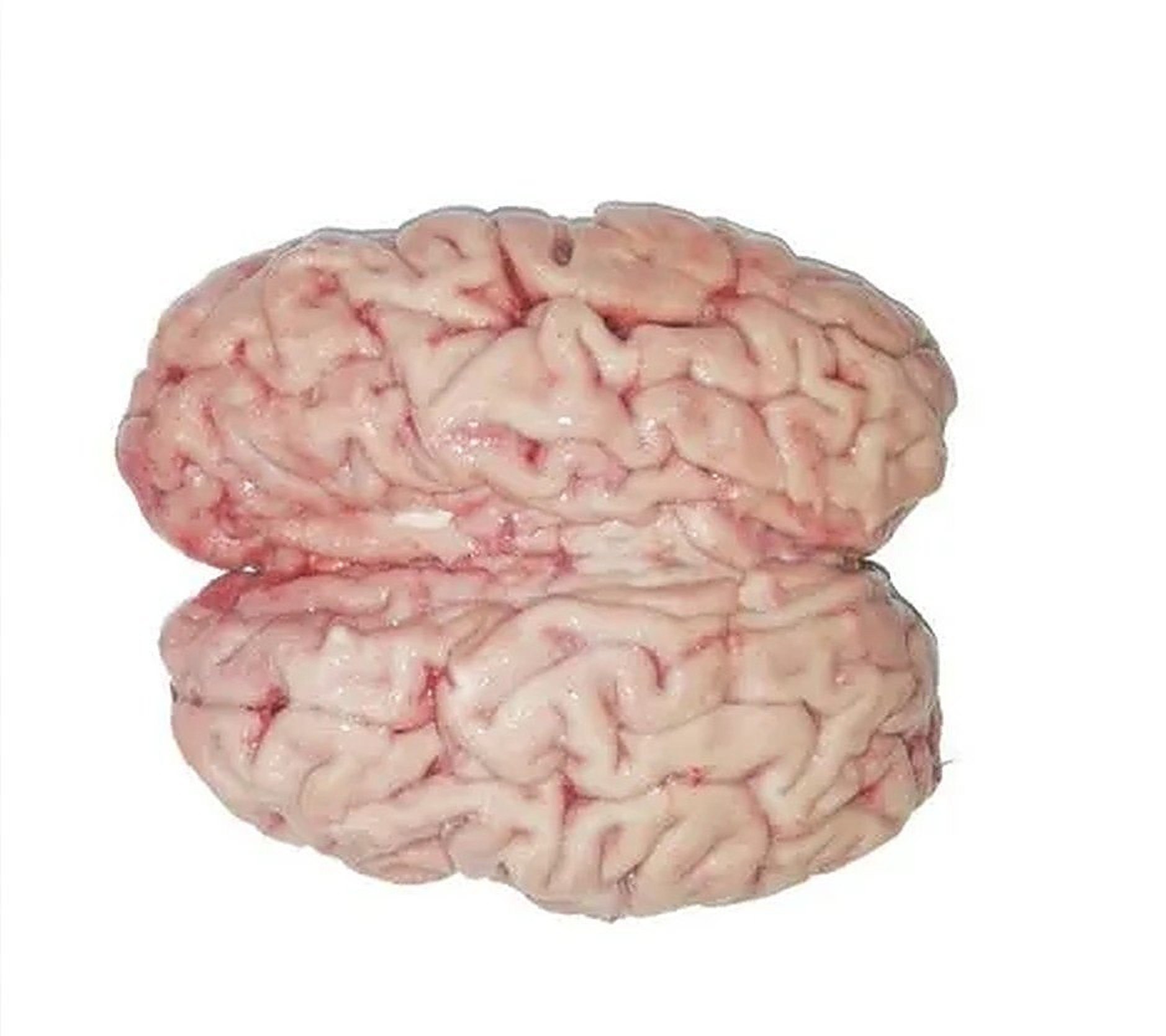 Cow Brain 1 LBS