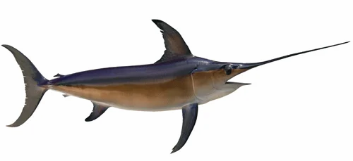 Swordfish 4 LBS