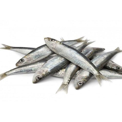 Sardine Fresh 3 LBS