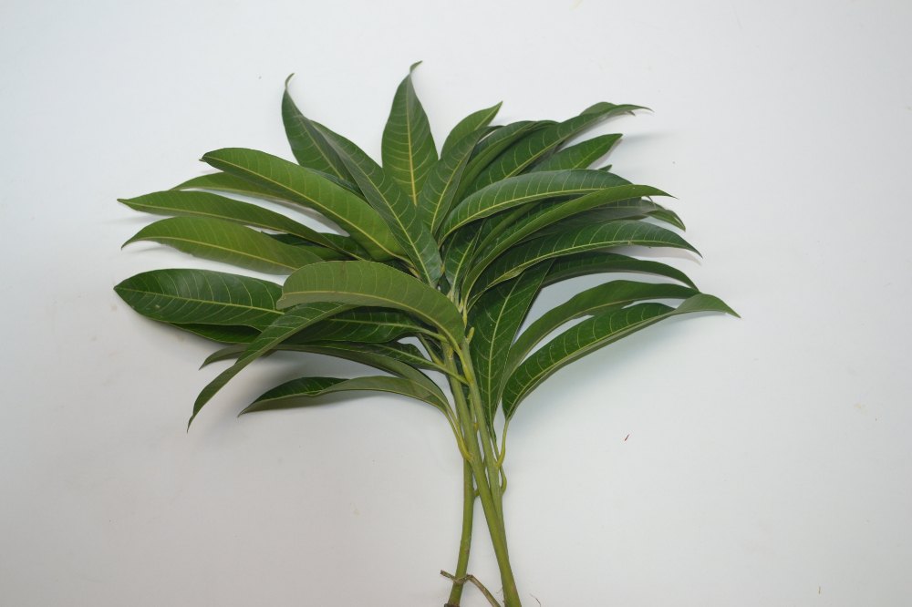 Mango Leaves 1 LBS