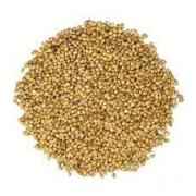 Couriander Seed (Aged) 6 OZ