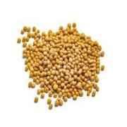 Gazab Mustard Seeds 7 OZ