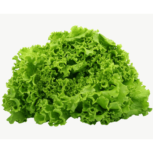 LETTUCE 500 GM