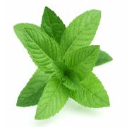 MINT LEAVES 3 OZ