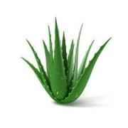 ALOE VERA 1 COUNT