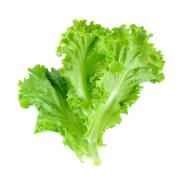 LETTUCE GREEN LE 1 COUNT