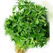 METHI LEAVES 1 BUNCH