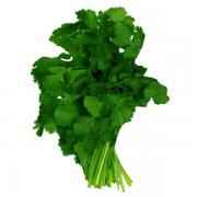 Cilantro 1 BUNCH