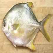 Golden Pompano 1 LBS