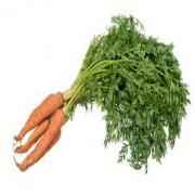 WILD HARVEST ORG. BABY CARROTS 16 OZ