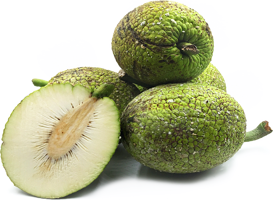 BREADFRUIT 1 LBS