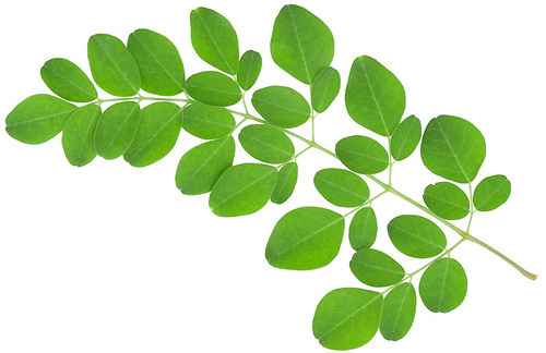 Moringa Leaves (Drumstick Leaves) 1 LBS