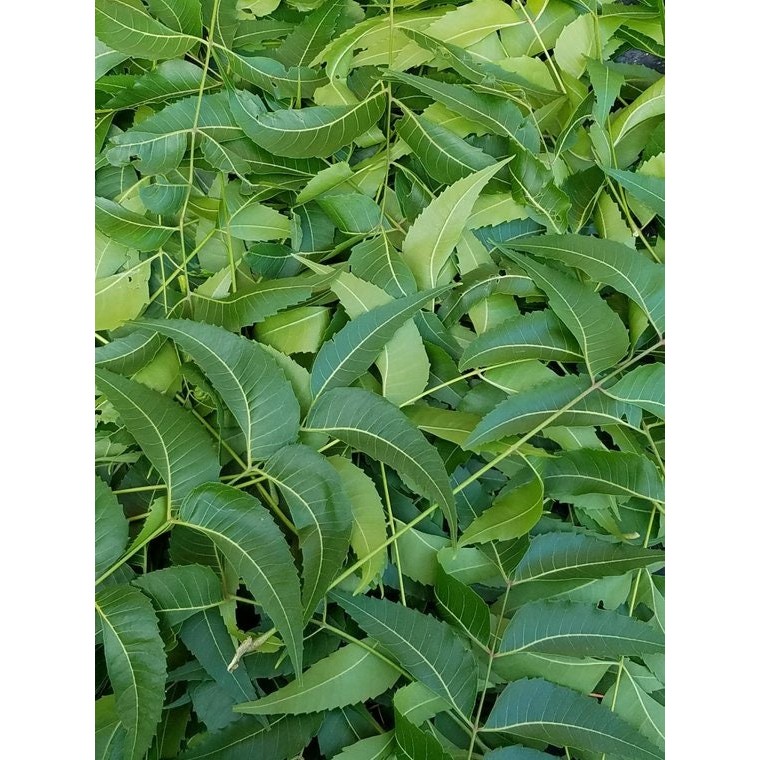 Herbicare Neem Leaves 1 OZ